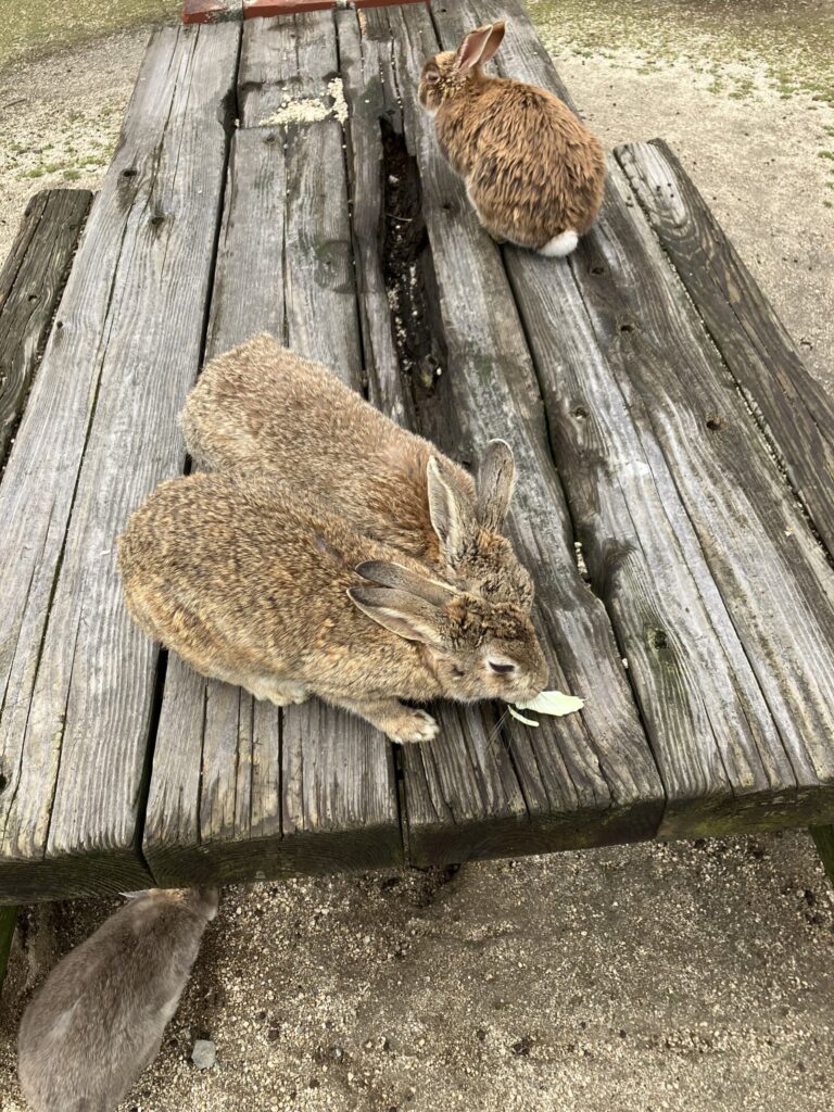 大久野島のうさぎ